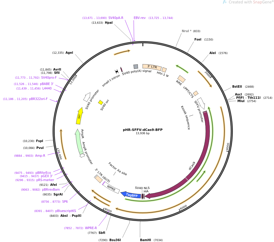 pHR-SFFV-dCas9-BFP质粒图谱