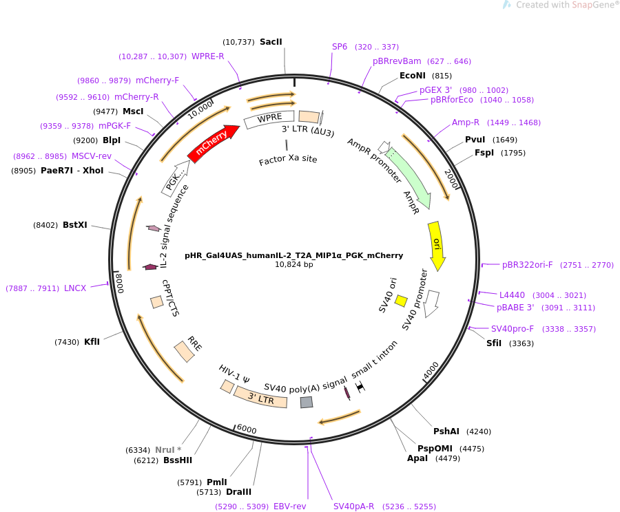 pHR_Gal4UAS_humanIL-2_T2A_MIP1α_PGK_mCherry质粒图谱