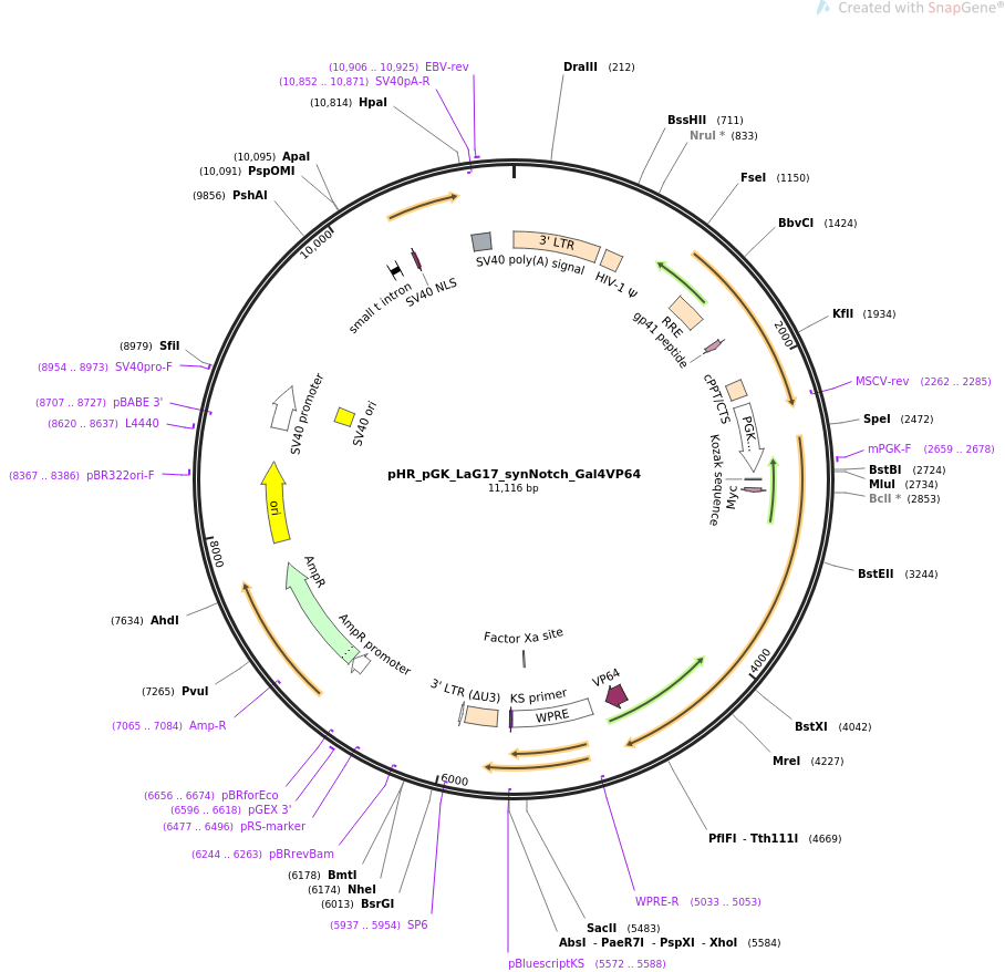 pHR_pGK_LaG17_synNotch_Gal4VP64质粒图谱