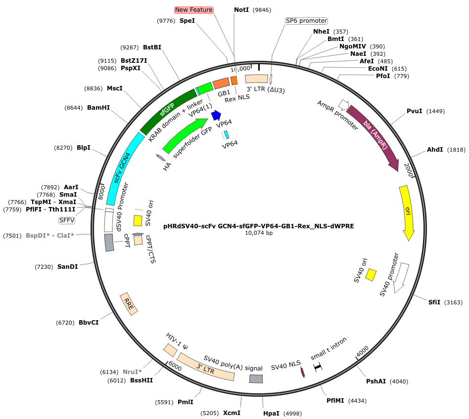 pHRdSV40-scFv-GCN4-sfGFP-VP64-GB1-NLS载体图谱