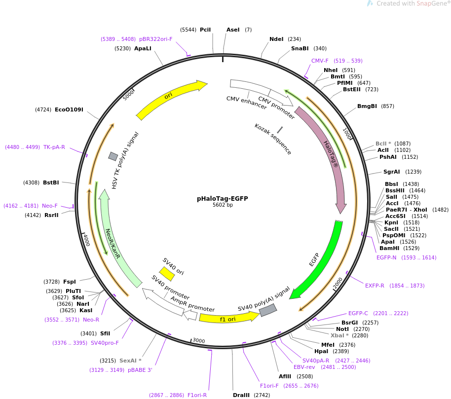 pHaloTag-EGFP质粒图谱