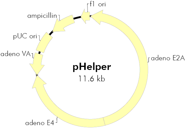 pHelper载体图谱