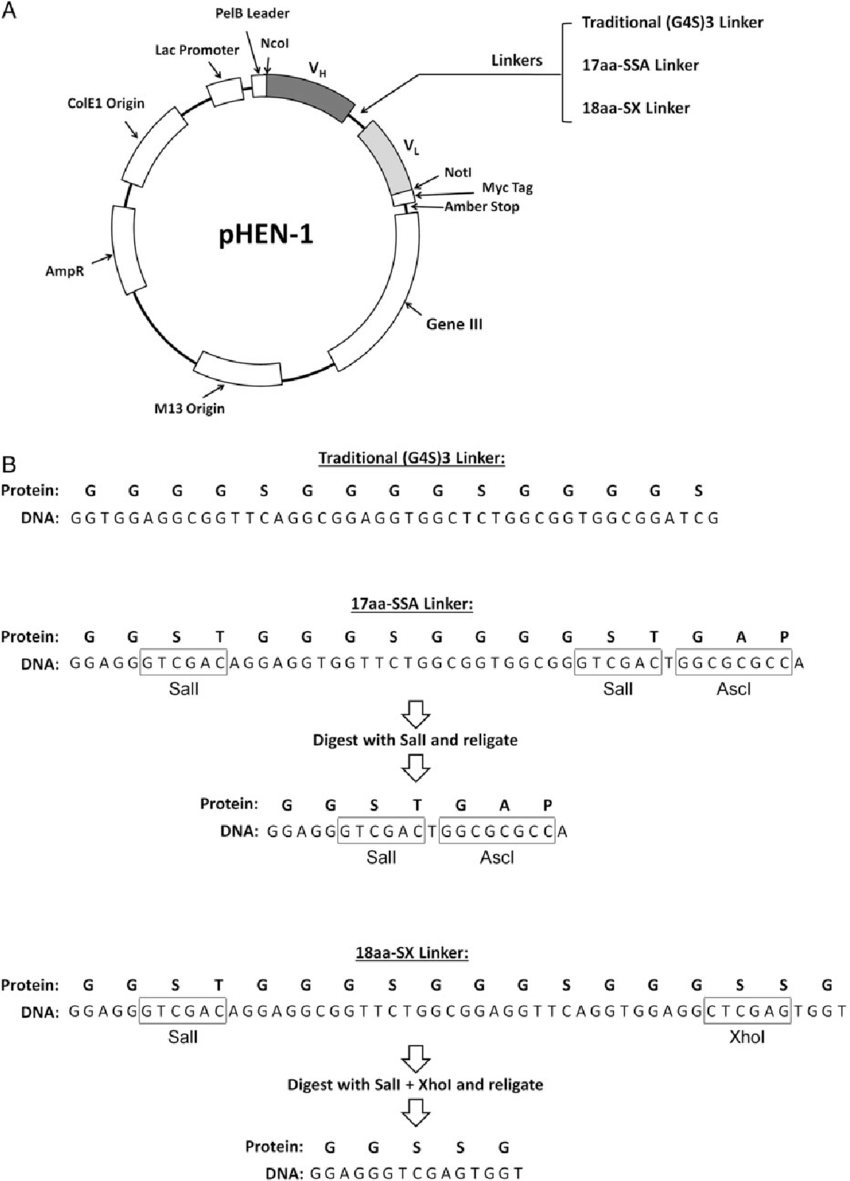 pHEN1载体图谱1