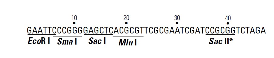 pHis2载体多克隆位点 点击看大图 pHis2多克隆位点