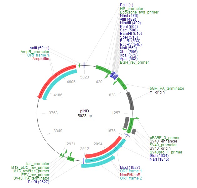 pIND载体图谱2