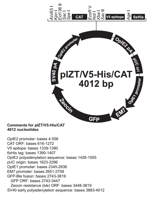 pIZTV5-HisCAT载体图谱