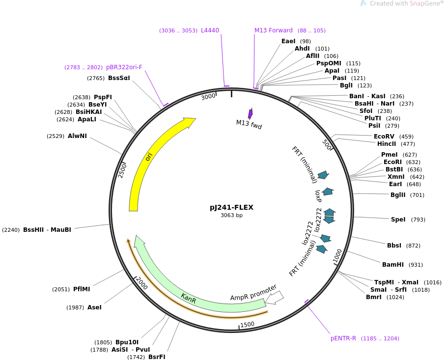 pJ241-FLEX载体图谱