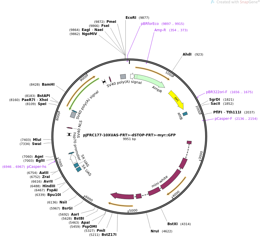 pJFRC177-10XUAS-FRT-dSTOP-FRT-myr-GFP质粒图谱