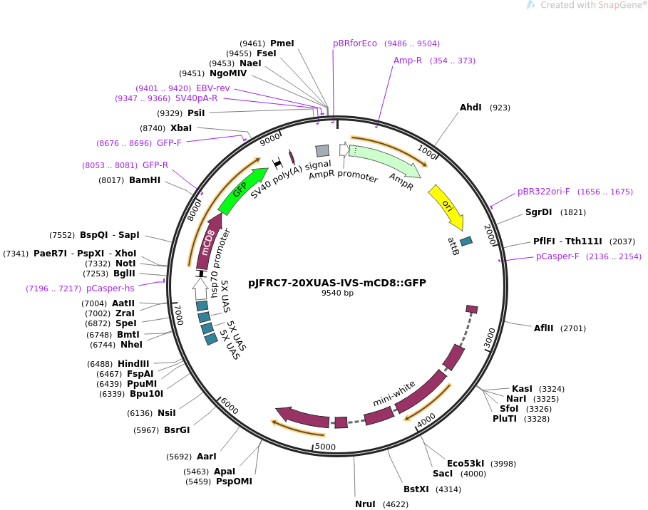 pJFRC7-20XUAS-IVS-mCD8-GFP质粒图谱