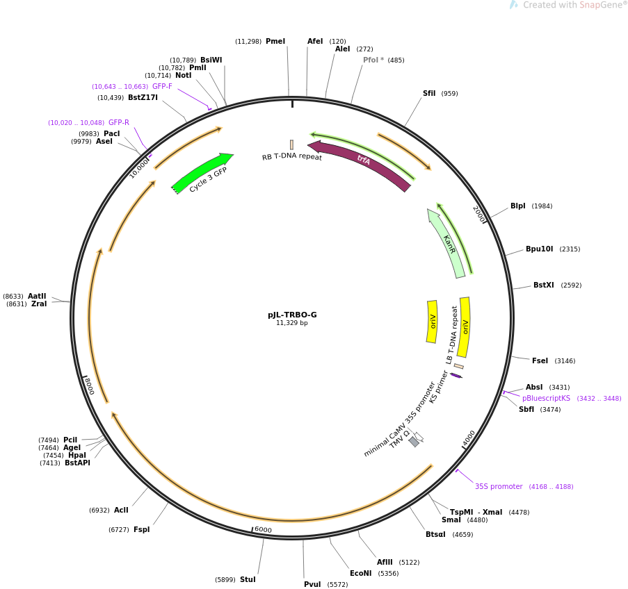 pJL-TRBO-G质粒图谱