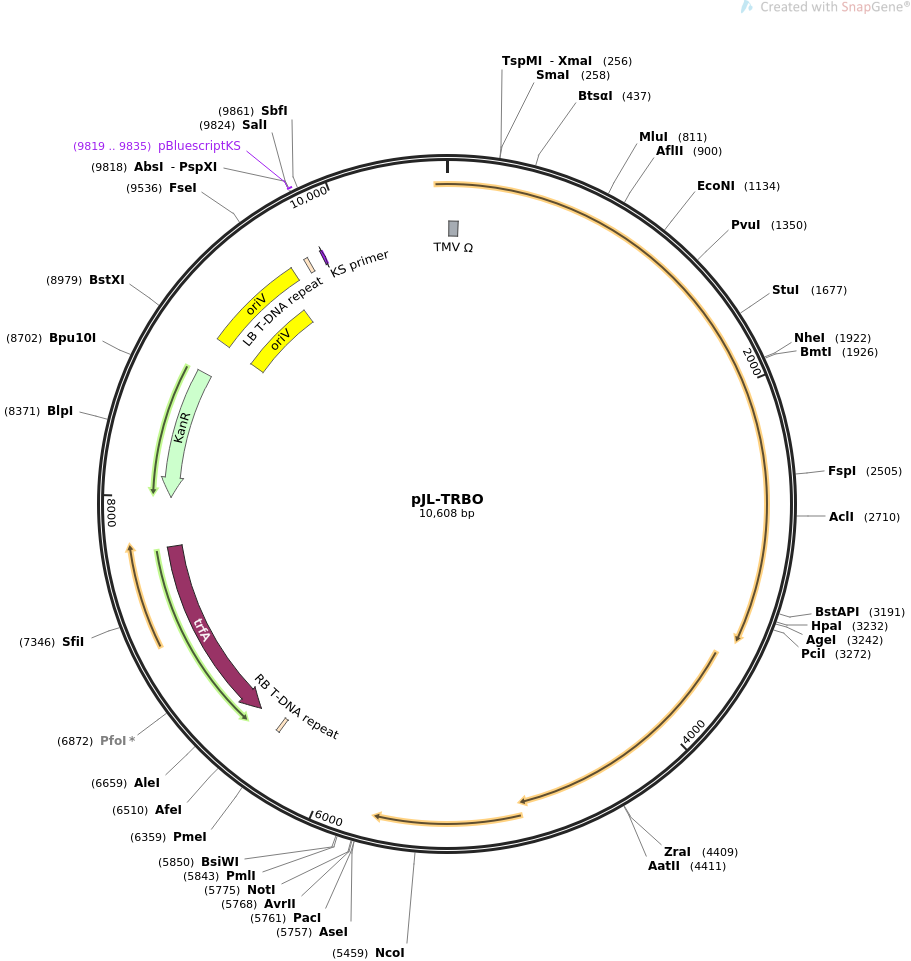 pJL-TRBO质粒图谱