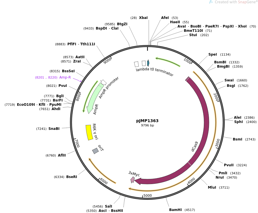 pJMP1363载体图谱