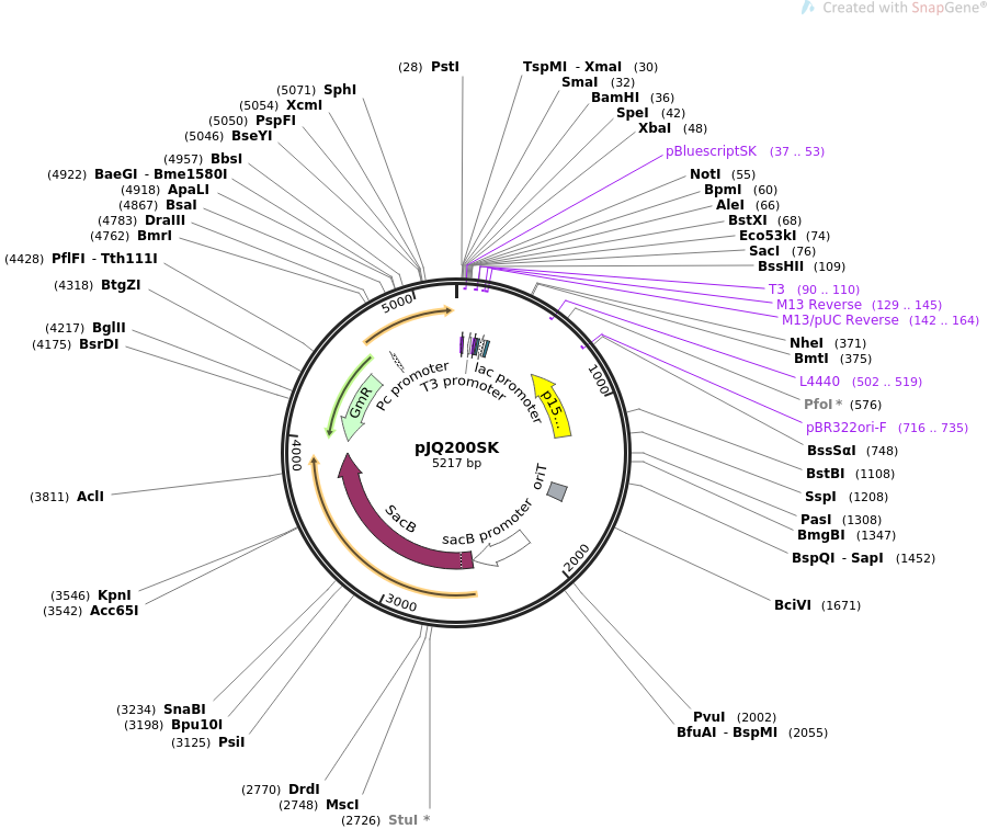 pJQ200SK质粒图谱
