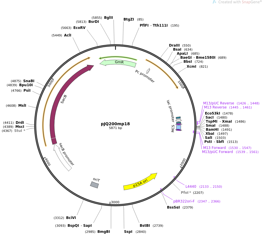 pJQ200mp18质粒图谱
