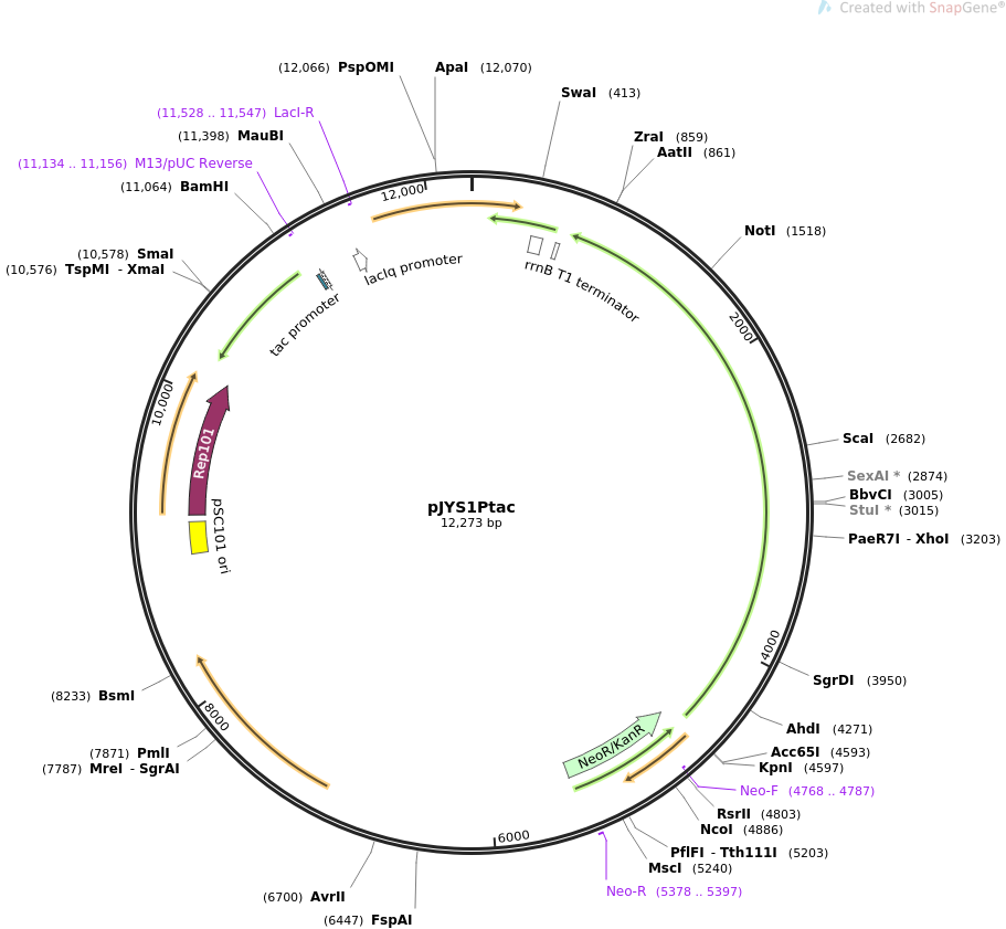 pJYS1Ptac质粒图谱