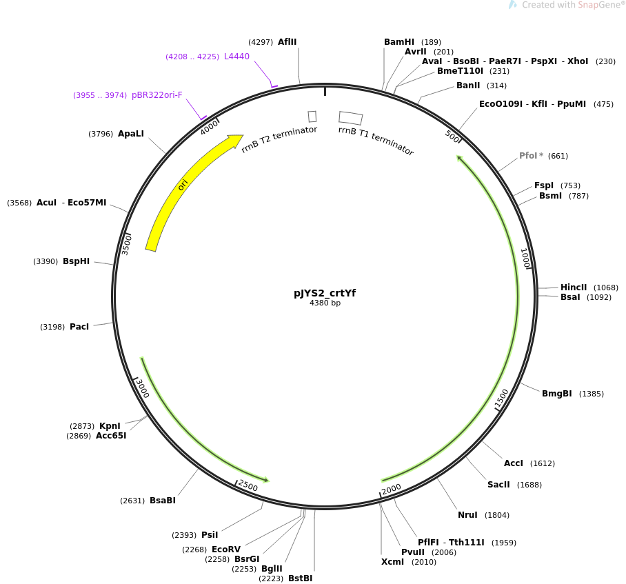 pJYS2_crtYf质粒图谱