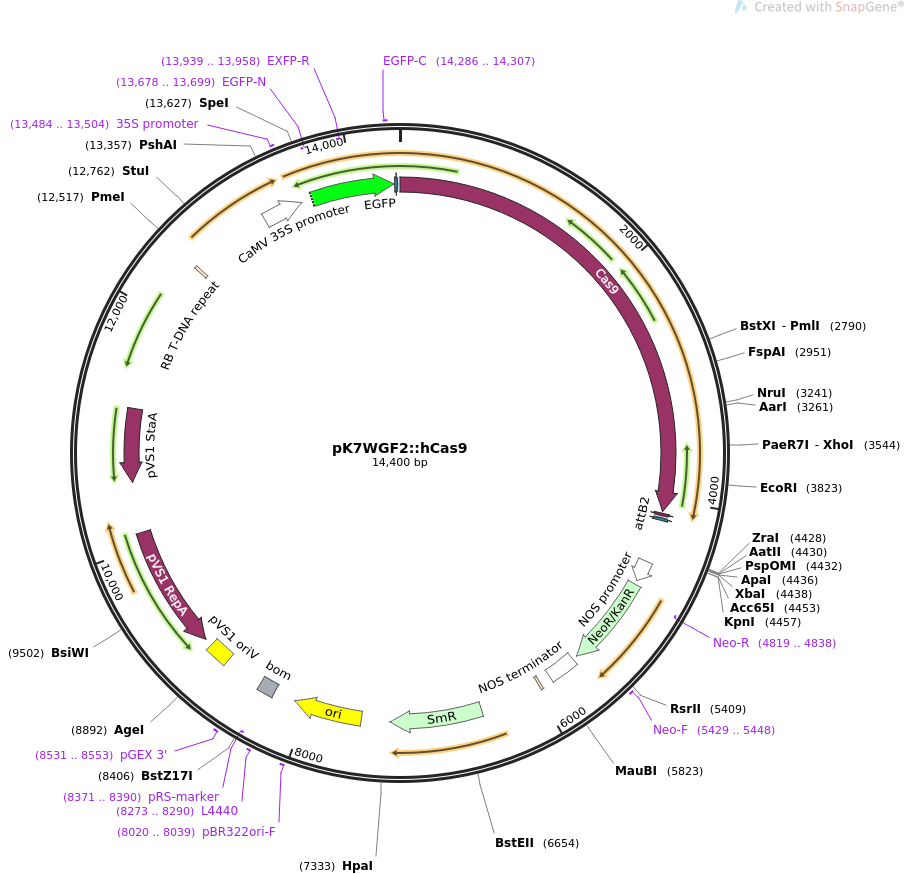 pK7WGF2hCas9质粒图谱