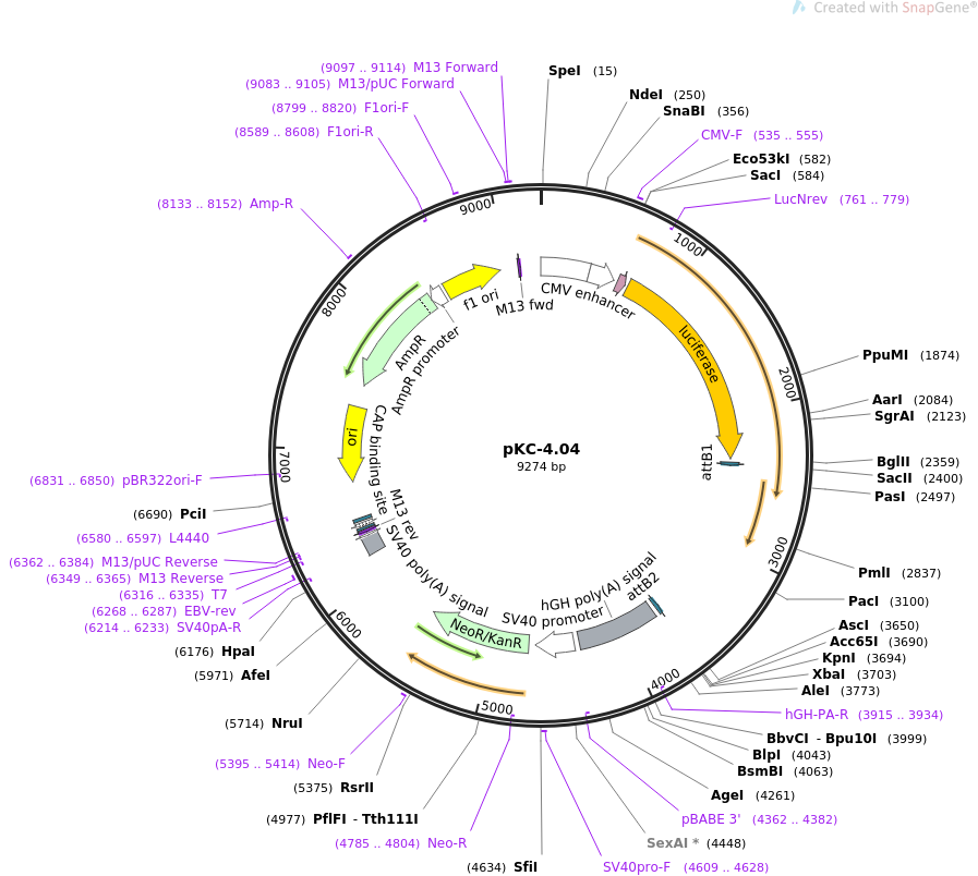 pKC-4.04载体图谱