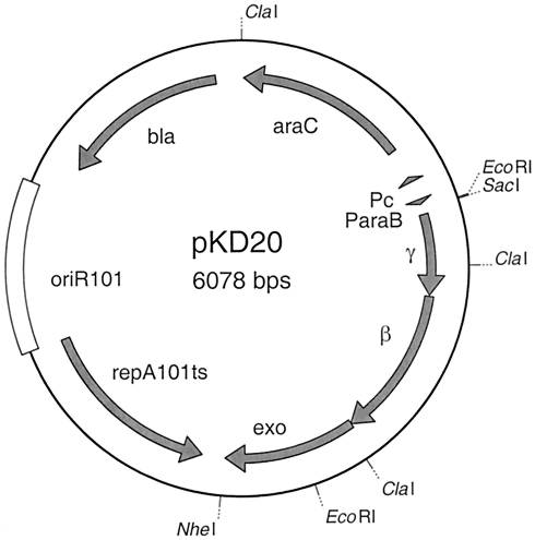 pKD20载体图谱
