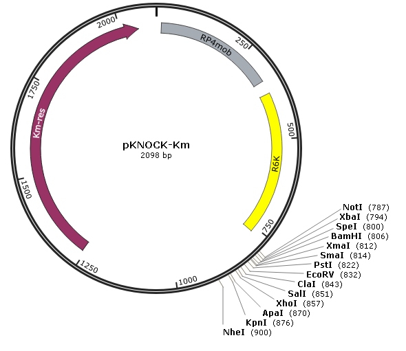 pKNOCK-Km载体图谱