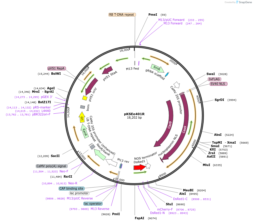 pKSEe401R载体图谱