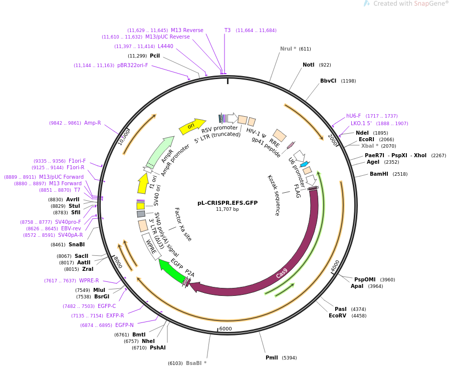 pL-CRISPR.EFS.GFP载体图谱-1