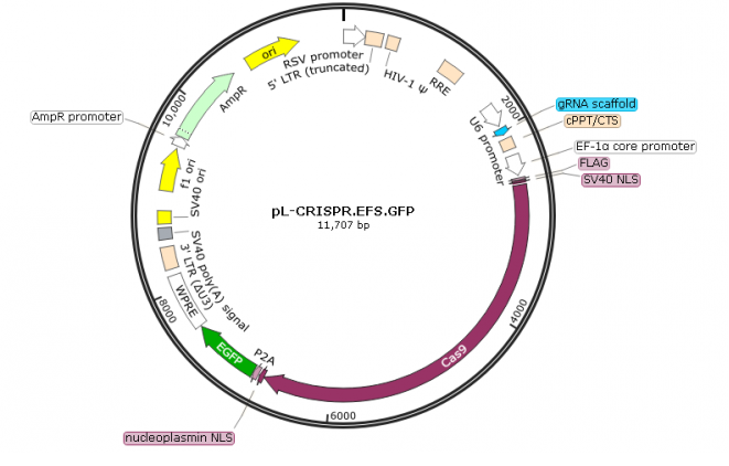 pL-CRISPR.EFS.GFP载体图谱