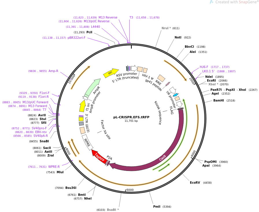 pL-CRISPR.EFS.tRFP载体图谱