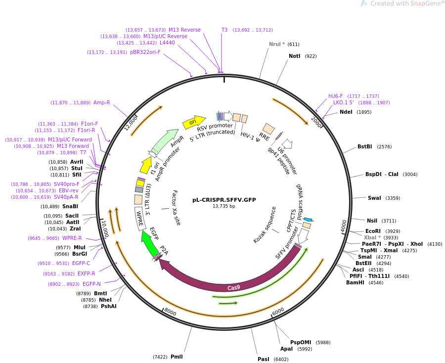 pL-CRISPR.SFFV.GFP载体图谱