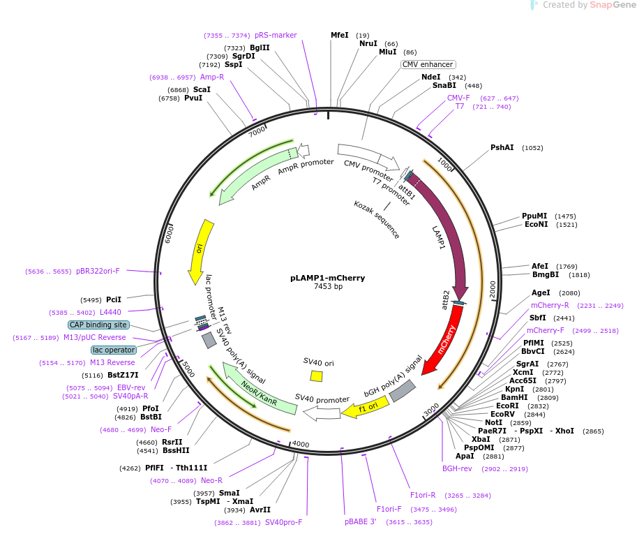 pLAMP1-mCherry载体图谱