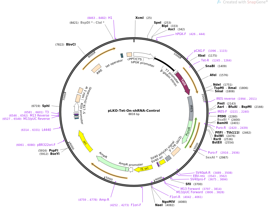 pLKO-Tet-On-shRNA-Control质粒图谱