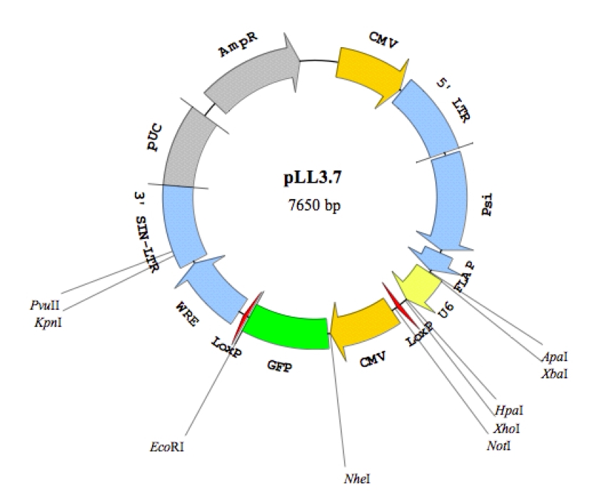 pLL3.7载体图谱
