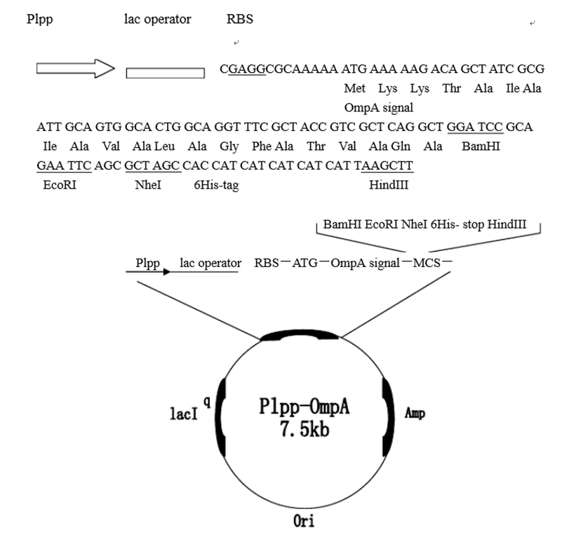 pLLP-OmpA载体图谱