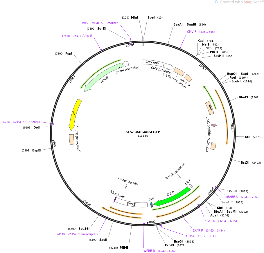 pLS-SV40-mP-EGFP载体图谱