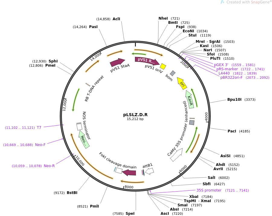pLSLZ.D.R质粒图谱