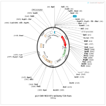 pLV-CMV-MCS-EF1-mCherry-T2A-Puro载体图谱