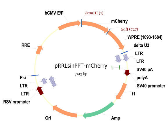 pLV-mCherry载体图谱