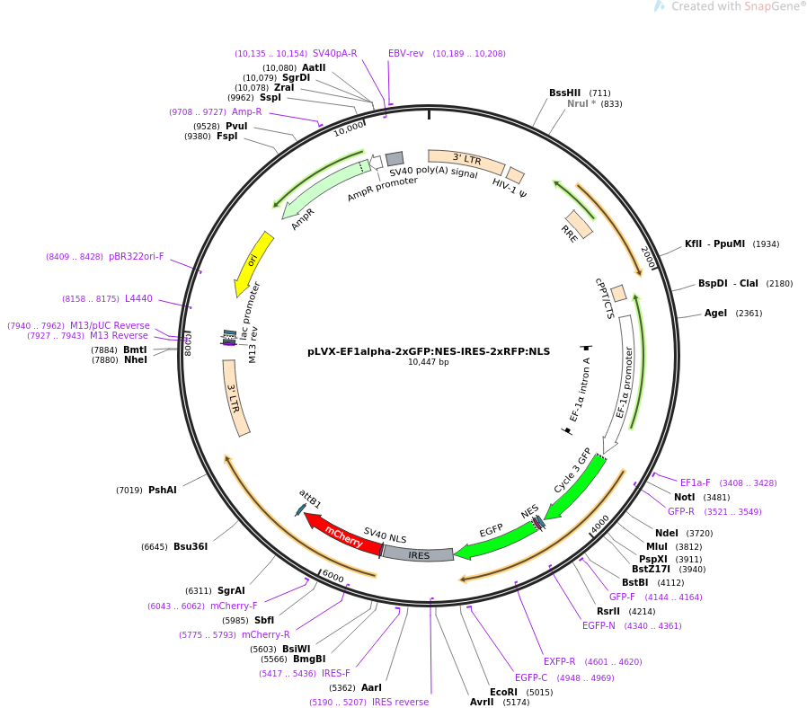 pLVX-EF1alpha-2xGFPNES-IRES-2xRFPNLS质粒图谱