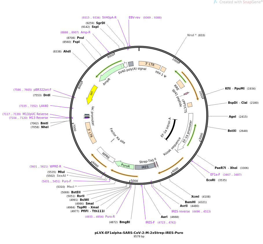 pLVX-EF1alpha-SARS-CoV-2-M-2xStrep-IRES-Puro载体图谱