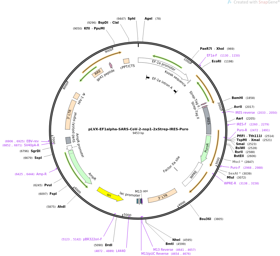pLVX-EF1alpha-SARS-CoV-2-nsp1-2xStrep-IRES-Puro质粒图谱