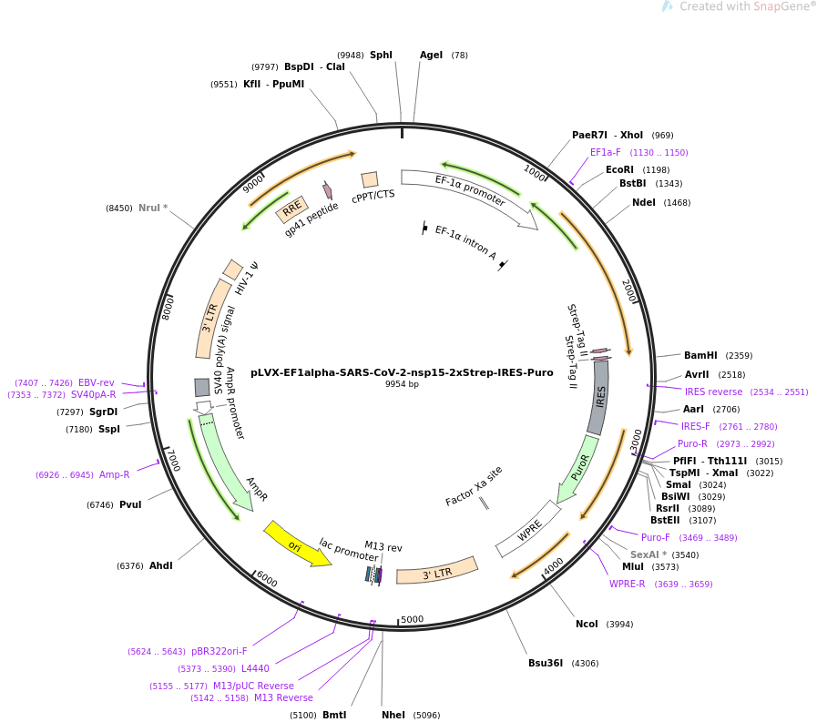 pLVX-EF1alpha-SARS-CoV-2-nsp15-2xStrep-IRES-Puro载体图谱