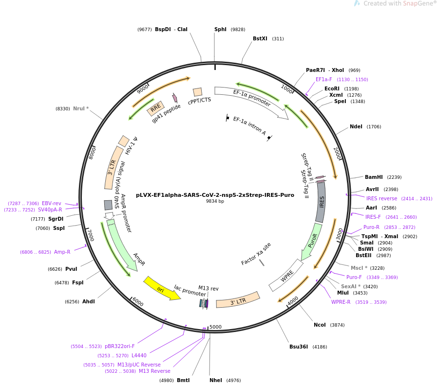 pLVX-EF1alpha-SARS-CoV-2-nsp5-2xStrep-IRES-Puro载体图谱