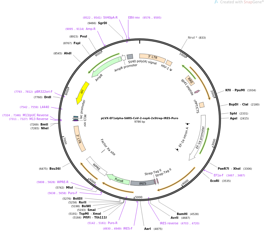 pLVX-EF1alpha-SARS-CoV-2-nsp6-2xStrep-IRES-Puro载体图谱