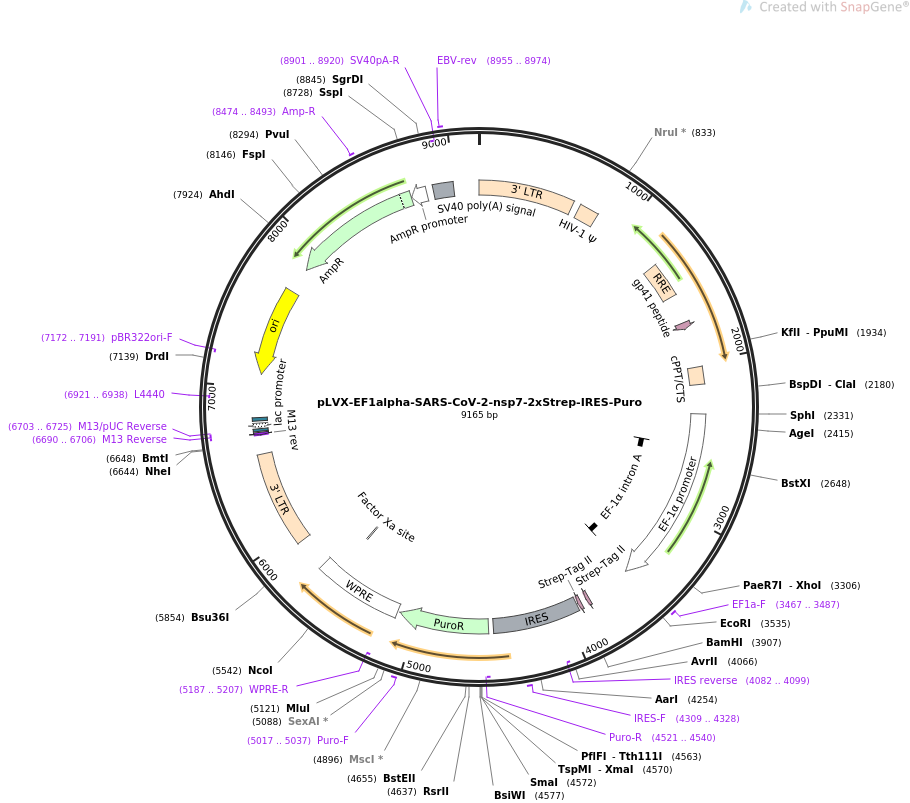 pLVX-EF1alpha-SARS-CoV-2-nsp7-2xStrep-IRES-Puro载体图谱