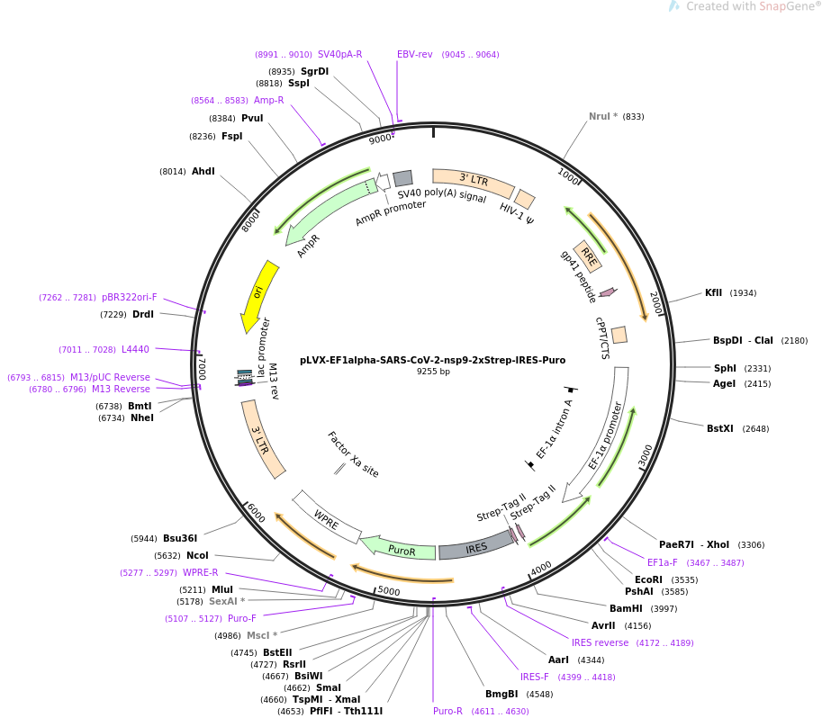 pLVX-EF1alpha-SARS-CoV-2-nsp9-2xStrep-IRES-Puro载体图谱