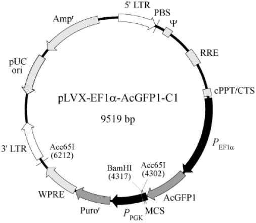pLVX-EF1α-AcGFP1-C1载体图谱