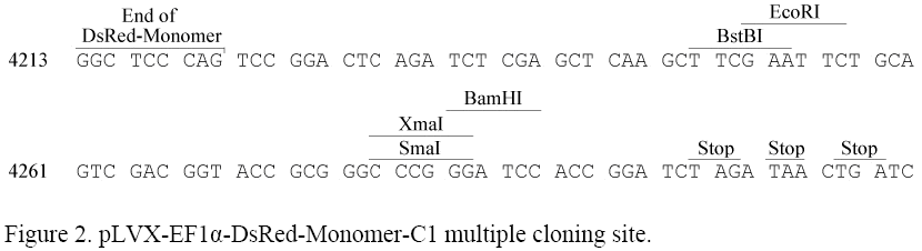 pLVX-EF1α-DsRed-Monomer-C1多克隆位点
