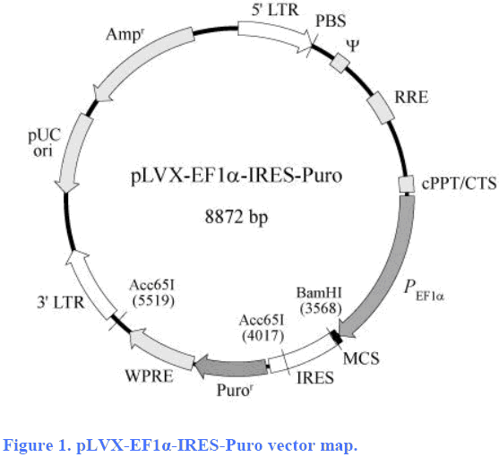 pLVX-EF1α-IRES-Puro载体图谱