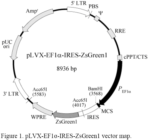 pLVX-EF1α-IRES-ZsGreen1载体图谱