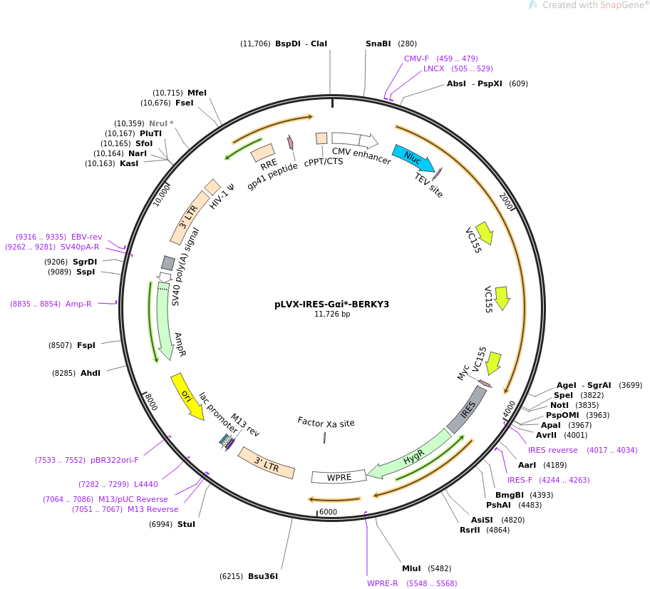pLVX-IRES-Gαi-BERKY3质粒图谱
